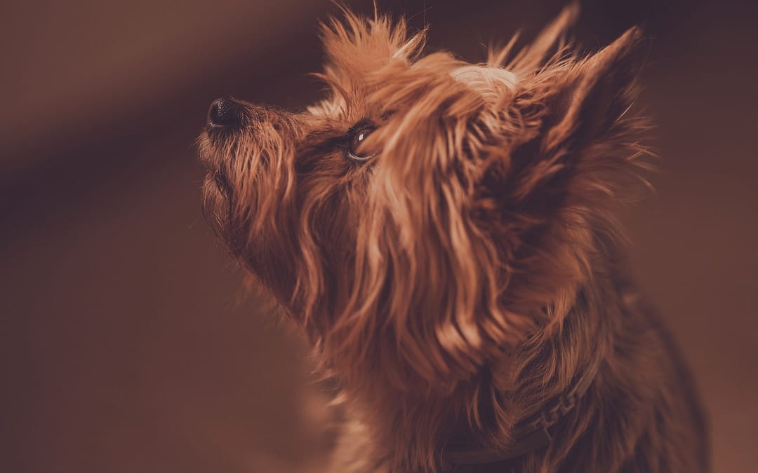 Are Two Pets Better Than One?