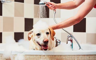 10 Ways Your Dog Is Training You for Parenthood